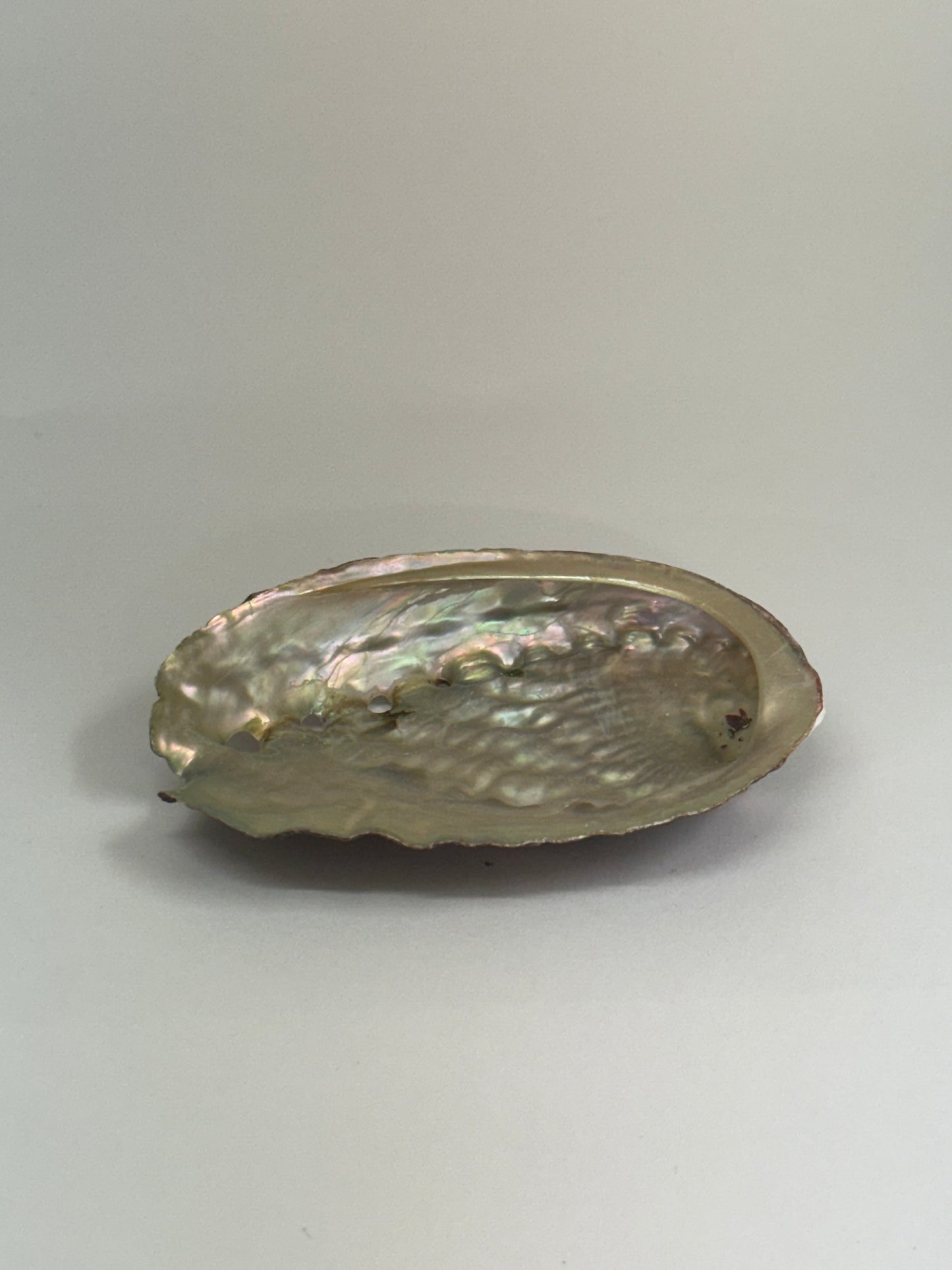 Coquille d’ormeau naturelle