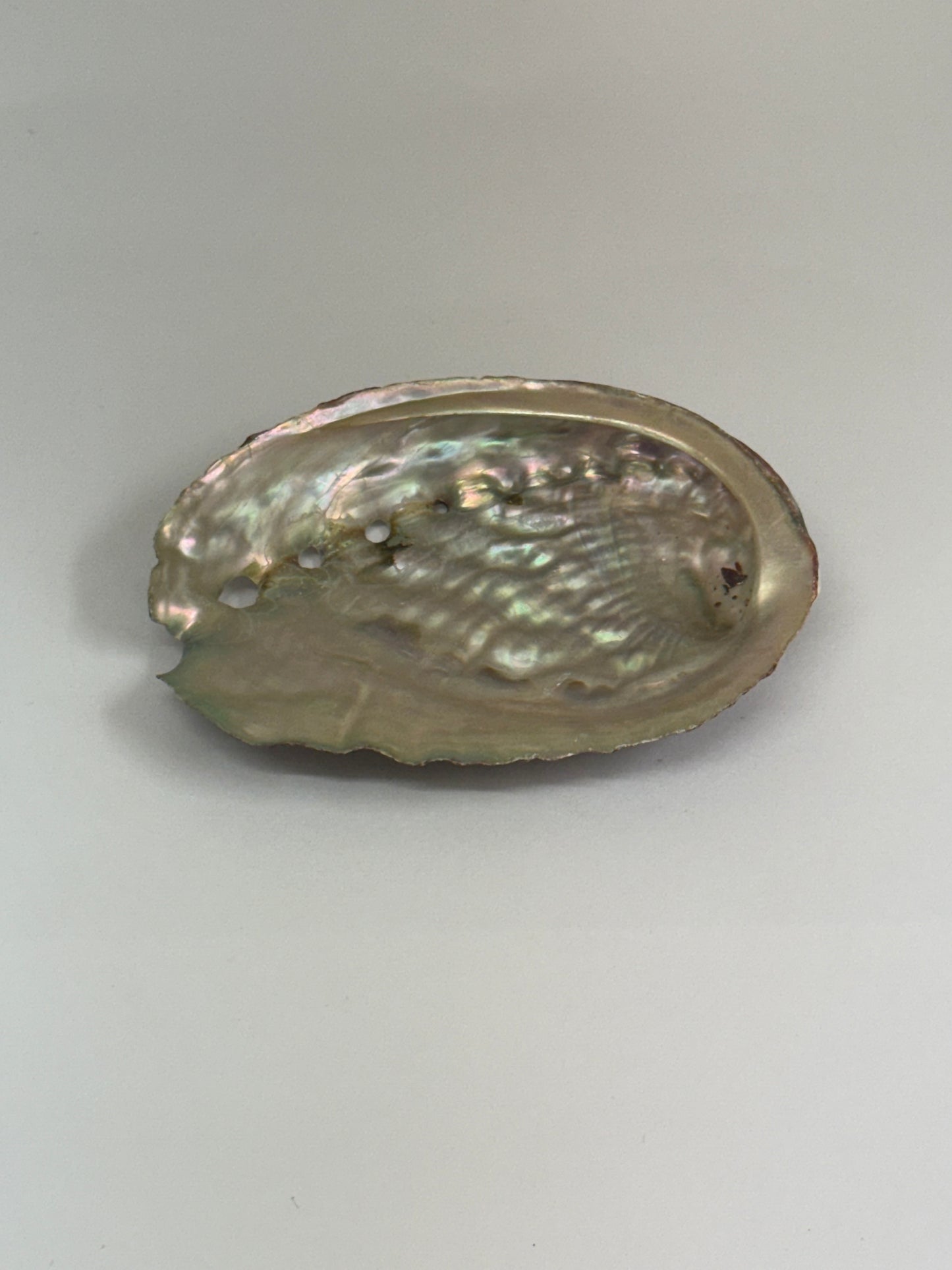 Coquille d’ormeau naturelle