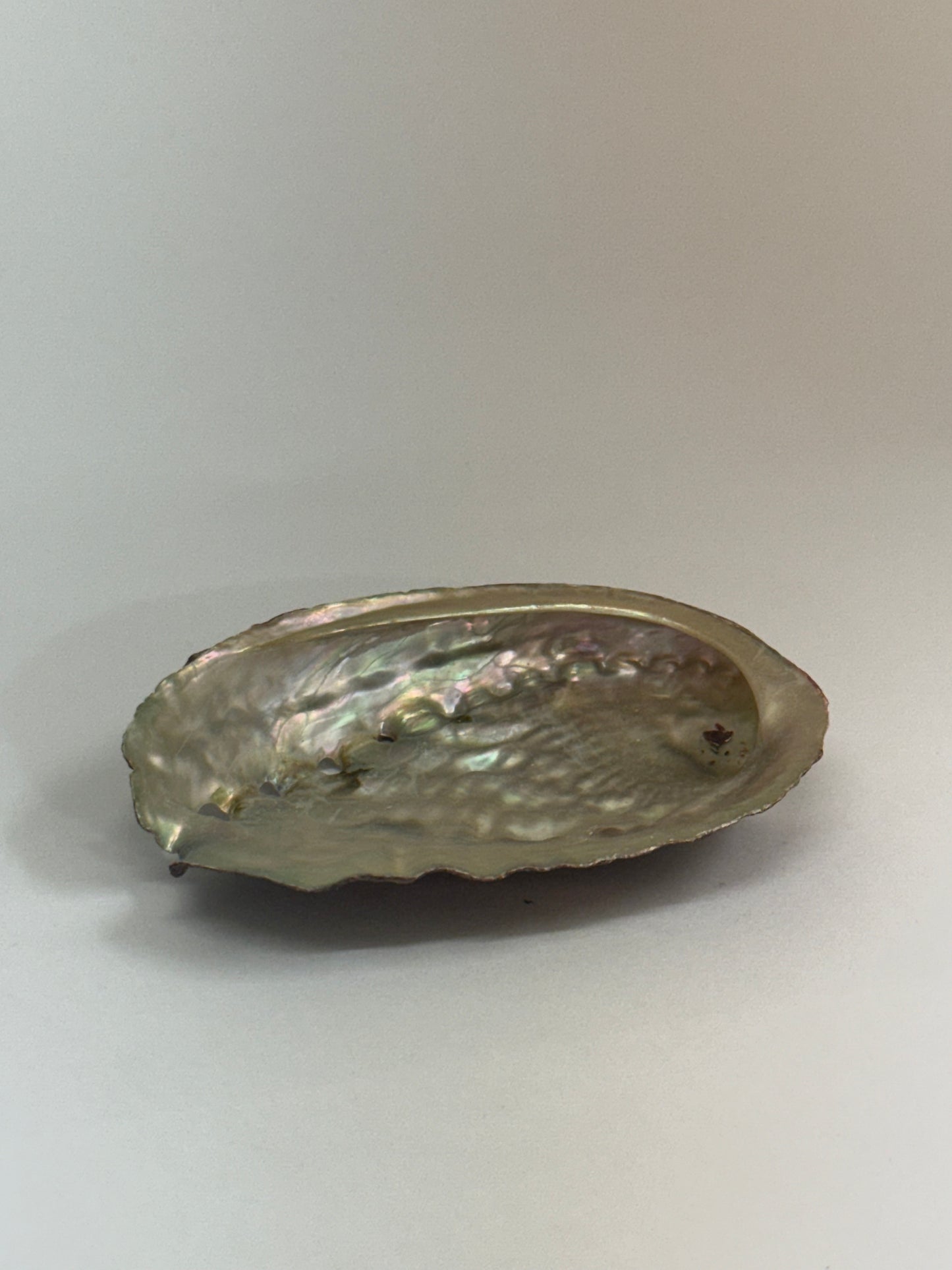 Coquille d’ormeau naturelle