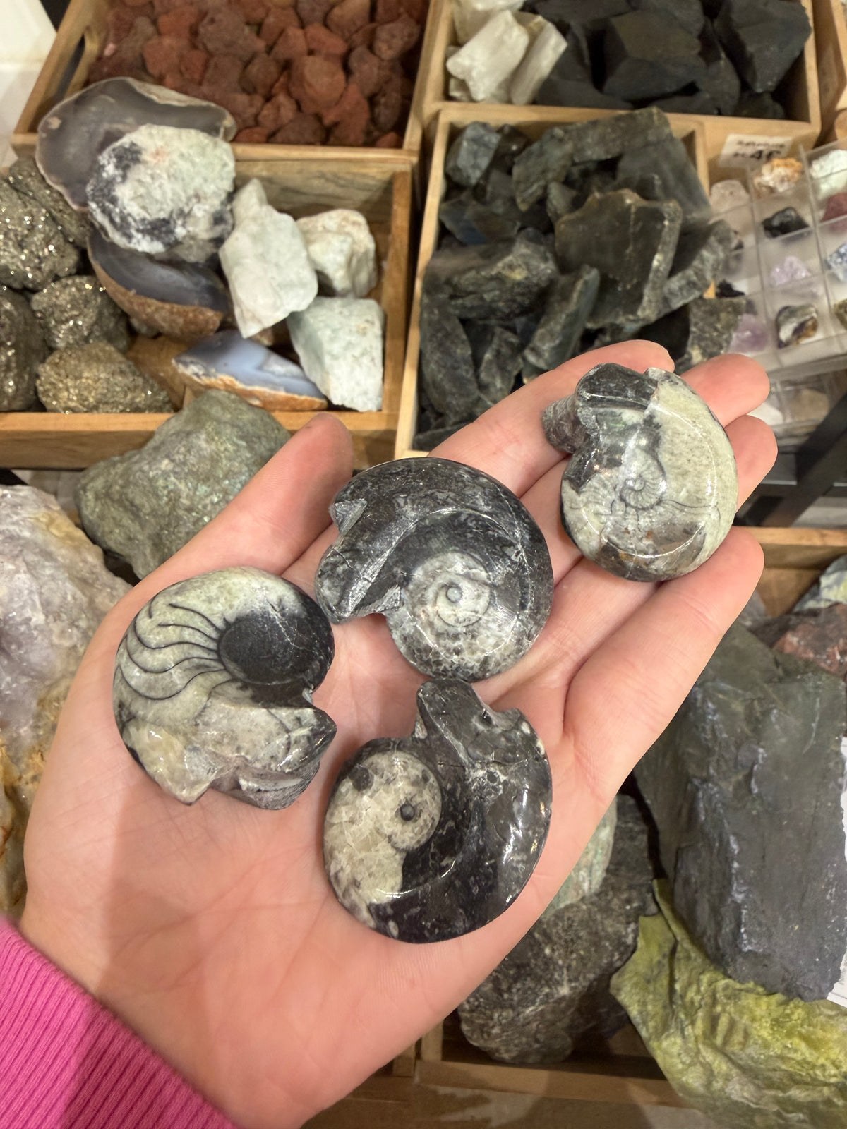 Pierre fossile d'Ammonite naturelle